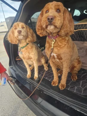 Piper and Ayla