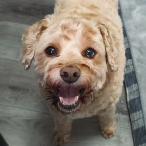 milo