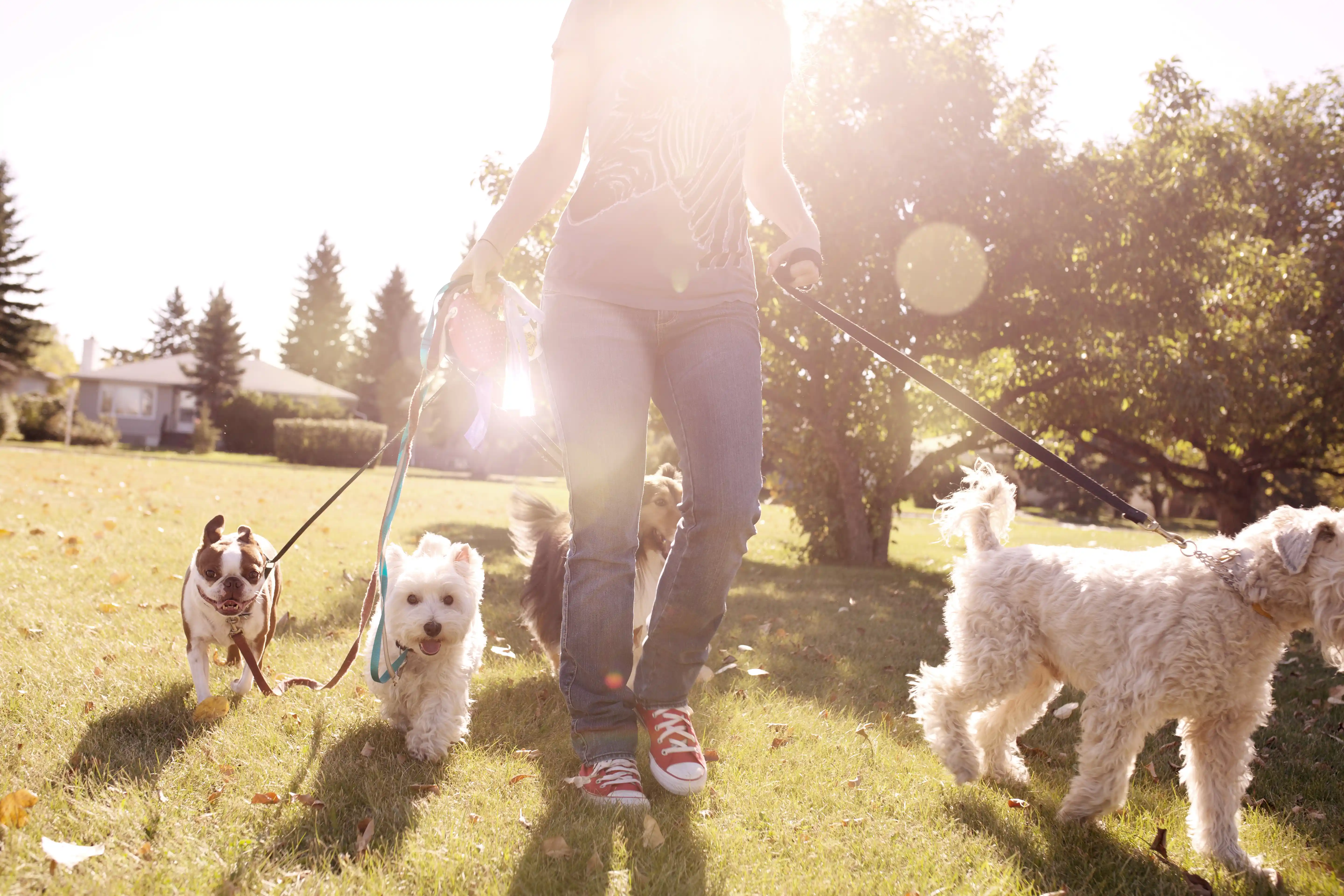 Walking multiple dogs