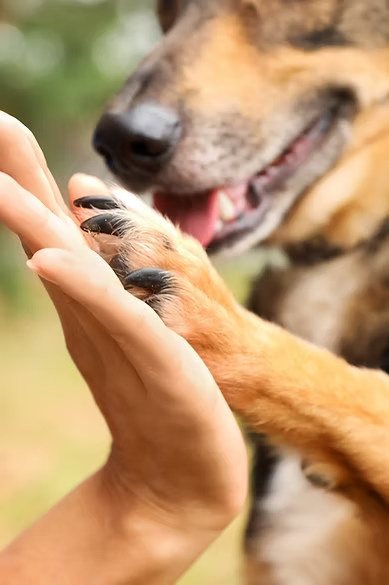 1-Hour Dog Training Consultation