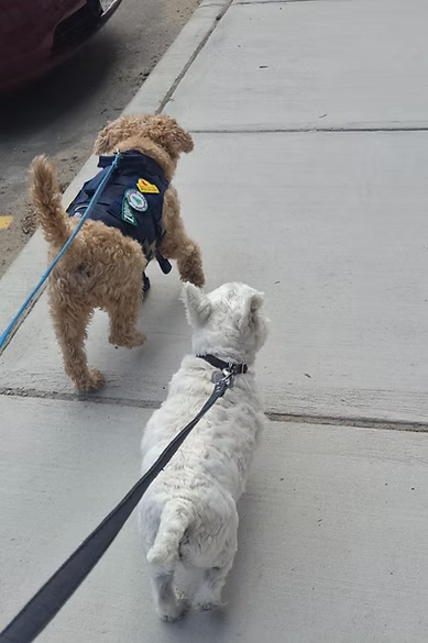 Pet Taxi